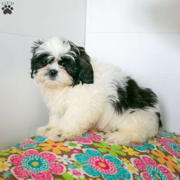 Rocky, Shih Tzu Puppy